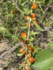 Lycium torreyi