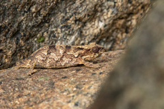 Rhampholeon platyceps