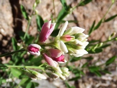 Rhinotropis cornuta cornuta