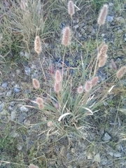 Fingerhuthia africana