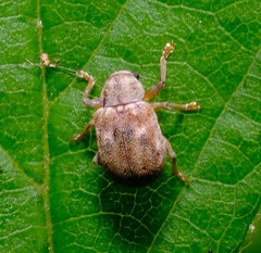 Demotina modesta
