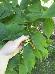 Acer carpinifolium