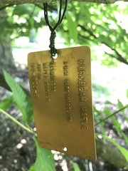 Acer carpinifolium
