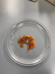 Ellisolandia elongata