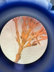 Ellisolandia elongata