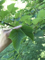 Acer capillipes