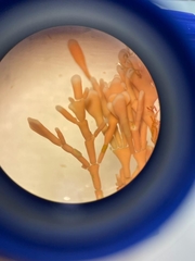 Ellisolandia elongata