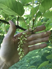 Acer capillipes