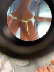 Ellisolandia elongata