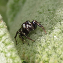 Metaphidippus manni