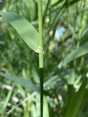 Phalaris arundinacea