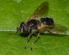 Blera badia