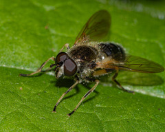 Blera badia