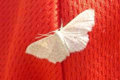 Idaea obsoletaria