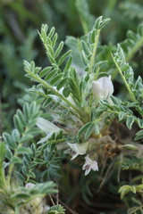 Astragalus sempervirens