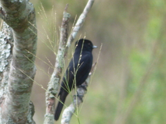 Knipolegus nigerrimus