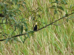Knipolegus nigerrimus