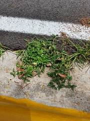 Tridax procumbens