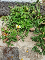 Tridax procumbens