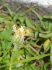 Tridax procumbens