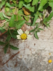 Tridax procumbens