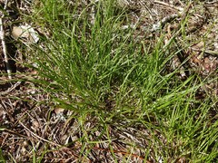 Carex tonsa rugosperma