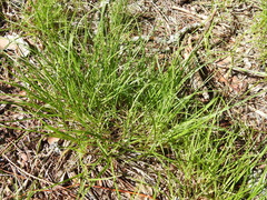 Carex tonsa rugosperma