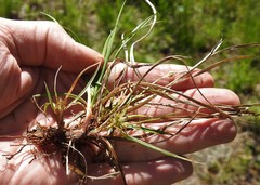 Carex tonsa rugosperma
