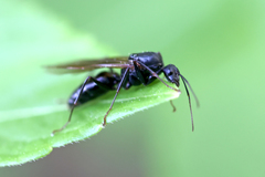 Camponotus ligniperda