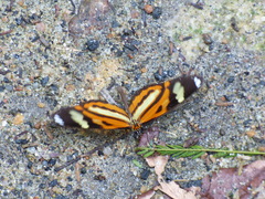 Hypothyris ninonia daeta