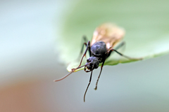 Camponotus ligniperda