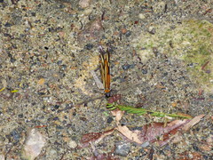 Hypothyris ninonia daeta