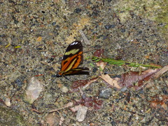 Hypothyris ninonia daeta