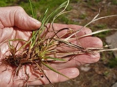 Carex tonsa rugosperma