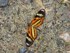 Hypothyris ninonia daeta