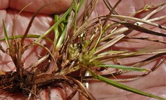 Carex tonsa rugosperma