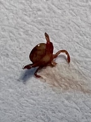 Amblyomma americanum