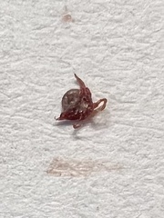 Amblyomma americanum