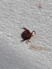 Amblyomma americanum