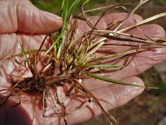 Carex tonsa rugosperma