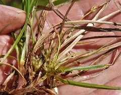 Carex tonsa rugosperma