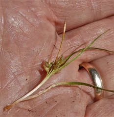 Carex tonsa rugosperma