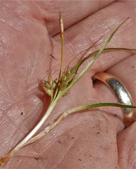 Carex tonsa rugosperma
