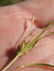 Carex tonsa rugosperma