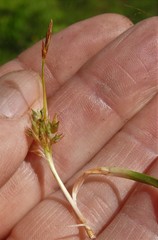 Carex tonsa rugosperma