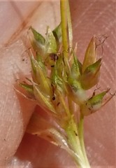 Carex tonsa rugosperma