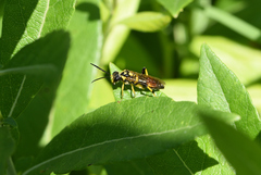 Macrophya bifasciata