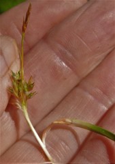 Carex tonsa rugosperma