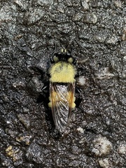 Laphria virginica