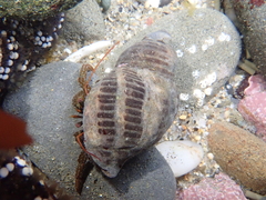 Acanthinucella